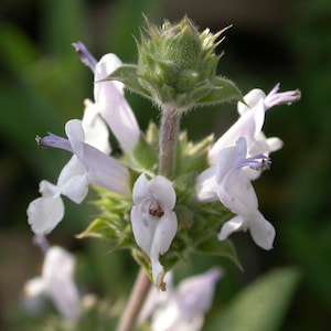 Black Sage 50 Seeds / Free Ship / Salvia mellifera / Native California Seeds / Sage Seeds / Chapparal Sage