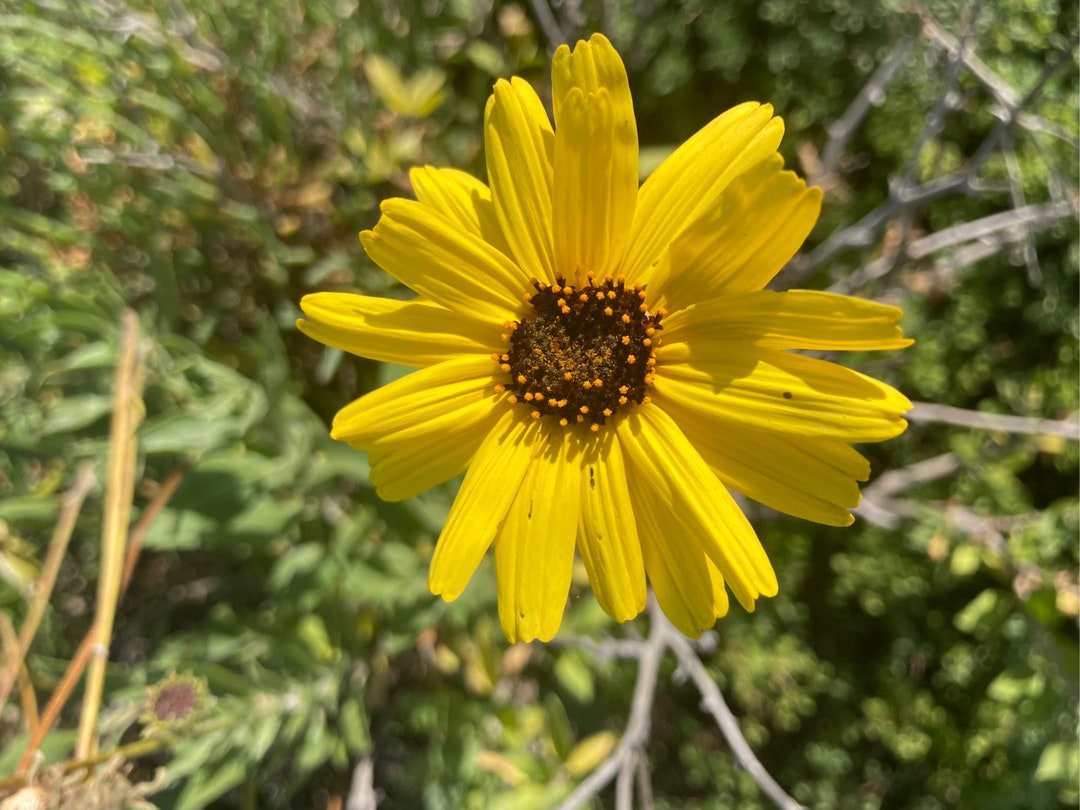 Encelia Californica / 100 Seeds Bush Sunflower / California Brittlebush