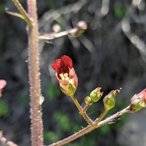 California Figwort 50+ seeds / Scrophularia californica / Beeplant / Pollinator Garden / California Bee Plant