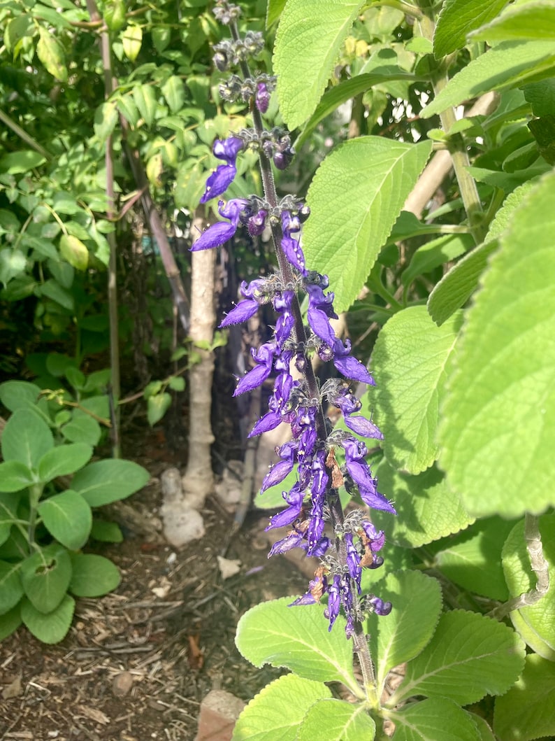 Plectranthus Barbatus / 15 Seeds / Blue Spur Flower / Coleus Etsy UK