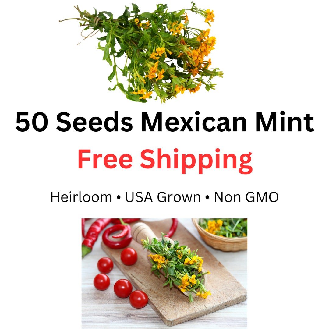 Mexican Tarragon Seeds, Tagetes Lucida, Mexican Mint, Spanish Tarragon
