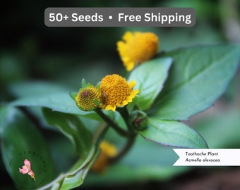 Acmella oleracea 50 Seeds Free ship Toothache Plant / Buzz Button / Eyeball Plant / Spilanthes / Jambu / Paracress / Schezuan Buttons