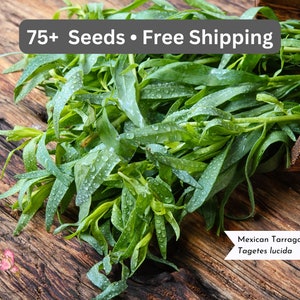 Mexican Tarragon Seeds, Tagetes lucida, Mexican Mint, Spanish Tarragon, Winter Tarragon