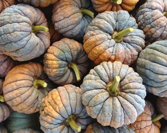 Black Futsu Japanese heirloom squash 40 seeds - Open pollinated, non-GMO - Organic (Cucurbita moschata)