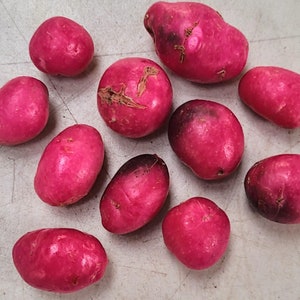 May include: A collection of small, oval-shaped red potatoes. The potatoes are a vibrant pinkish-red color with some darker spots. A ruler with the text "Four Oak" is at the bottom.