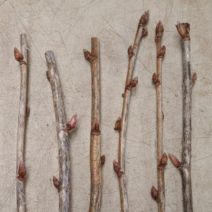 Gooseberry & Currant live cuttings - Black Velvet, Josta, Captivator, etc - Root your own plant (Ribes sp) - Restrictions apply