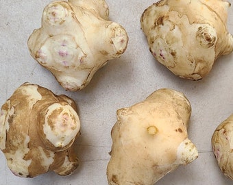 Stampede sunchoke seed tubers for planting - AKA Jerusalem Artichoke, topinambur, sunroot - (Helianthus tuberosus)