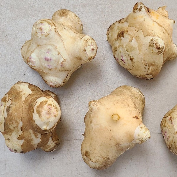 Stampede sunchoke seed tubers for planting - AKA Jerusalem Artichoke, topinambur, sunroot - (Helianthus tuberosus)