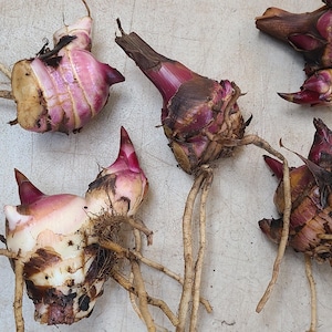 May include: Five pink and brown plant roots with long, thin rootlets. The roots are arranged on a light gray surface with a ruler labeled "Four Oak" in the bottom right corner.