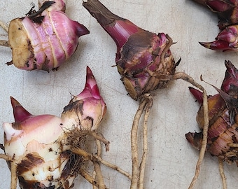 Achira / Canna plant rhizome - AKA African arrowroot - Organic (Canna indica syn edulis)