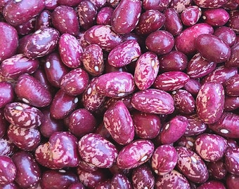 Whipple bush bean - 15+ seeds - Heirloom Non-GMO - Organic (Phaseolus vulgaris)