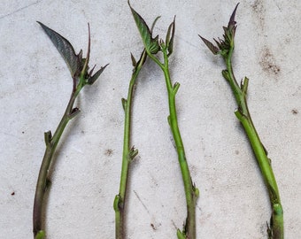 Sweet potato cuttings - Stokes Purple - Organic (Ipomoea batatas) - SEE SHIPPING RESTRICTIONS