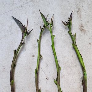 Sweet potato cuttings - Stokes Purple - Organic (Ipomoea batatas) - Restrictions apply