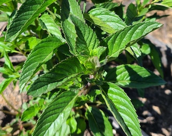 Sweet Pear Mint cuttings - live plant cuttings for rooting - Organic (Mentha × piperita)