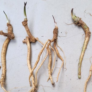 Horseradish Crowns / Live Roots / Grow your own plant - guaranteed! (Armoracia rusticana)