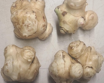 Nakhodka Sunchoke Seed Tubers for Planting | Jerusalem Artichoke | Helianthus tuberosus