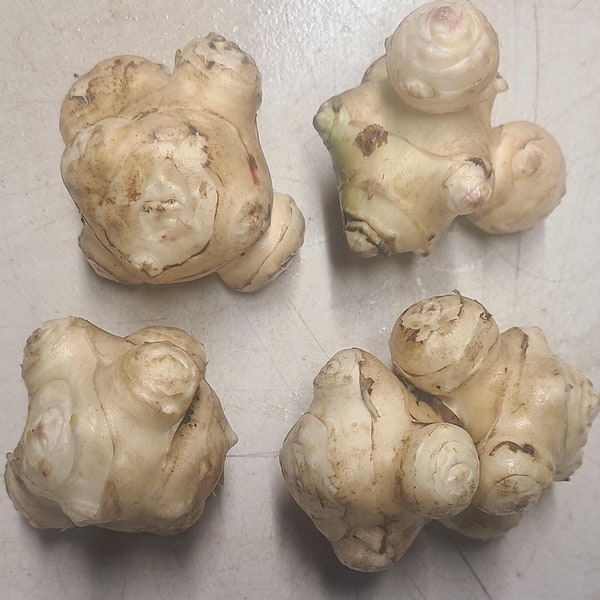 Nakhodka Sunchoke Seed Tubers for Planting | Jerusalem Artichoke | Helianthus tuberosus
