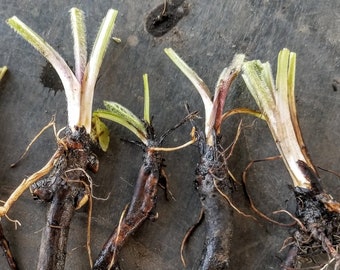 Russian Comfrey Plant Crown Bocking 14 variety - Establishes quicker than root cuttings - Organic (Symphytum officinale x asperum)