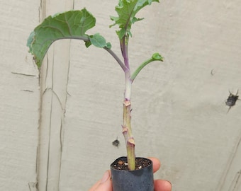 Perennial Purple or Green Tree Collard - Live Plant - Organic - AKA Tree Kale (Brassica oleracea)