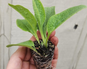 Russian Comfrey Plant Bocking 14 variety - Organic (Symphytum officinale x asperum)