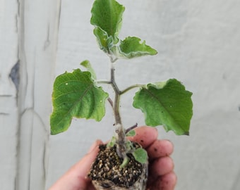 Peruvian Groundcherry Plant - Cape gooseberry, Goldenberry, Uchuva (Physalis peruviana)