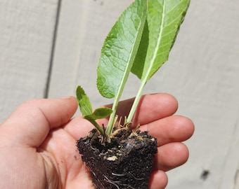 Horseradish Plant - Organic (Armoracia rusticana)