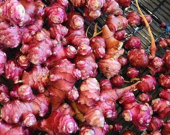Red sunchoke seed tubers for planting - AKA Jerusalem artichoke, topinambur, sunroot - (Helianthus tuberosus)