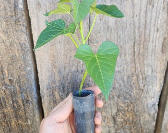 Sweet potato Live Plant cv. Stokes Purple - Organic (Ipomoea batatas) - Restrictions apply