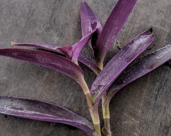 Purple Heart / Purple Queen houseplant - Live cuttings for propagation (Tradescantia pallida)