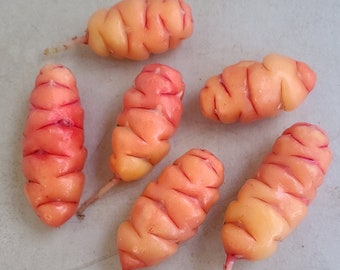 Oca seed tubers / root for planting - Uqa, New Zealand Yam - Organic (Oxalis tuberosa)