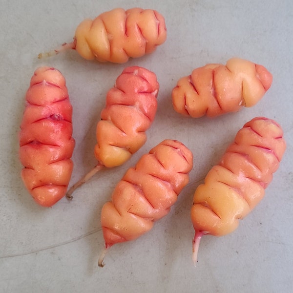 Oca seed tubers / root for planting - Uqa, New Zealand Yam - Organic (Oxalis tuberosa)