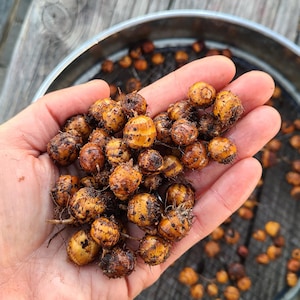 Chufa seed tubers for planting - AKA Tiger nut, atadwe, nutsedge, pfende, xufa  - Organic (Cyperus esculentus var sativus)