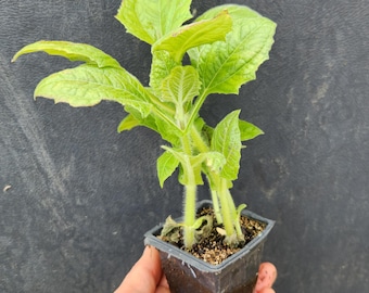Yacon Live Plant - Red or White - Ground Apple, Bolivian Sunroot, 雪蓮果, ヤーコン, khoai sâm - Organic (Smallanthus sonchifolius)
