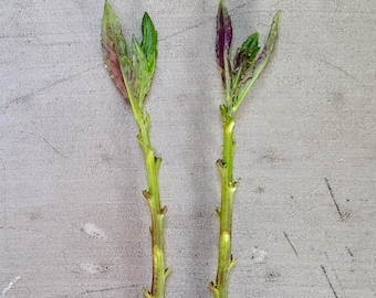 Longevity Spinach (Gynura procumbens) Live Cuttings | Perennial Green
