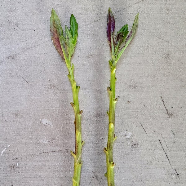 Longevity Spinach (Gynura procumbens) Live Cuttings | Perennial Green