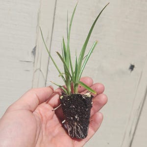 Chufa Cyperus Esculentus - Etsy
