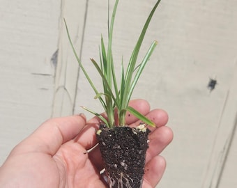 Chufa live plants - AKA Tiger nut, atadwe, nutsedge, pfende, xufa  - Organic (Cyperus esculentus var sativus)