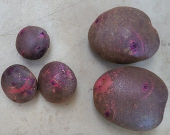 Purple Viking seed potatoes - 5 pounds - Organic (Solanum tuberosum) - Restrictions apply