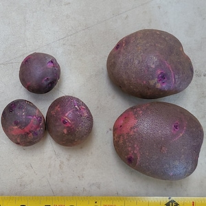 May include: An assortment of purple potatoes with reddish-pink markings, varying in size, are arranged on a concrete surface. A yellow measuring tape with black markings is placed below the potatoes, showing measurements in inches.
