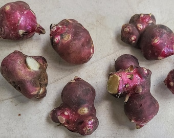 Yacon Live Plant Root/Propagule - Red or White - Ground Apple, Bolivian Sunroot, 雪蓮果, ヤーコン, khoai sâm - Organic (Smallanthus sonchifolius)