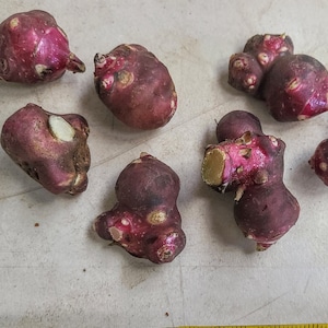 Yacon Live Plant Root/Propagule - Red or White - Ground Apple, Bolivian Sunroot, 雪蓮果, ヤーコン, khoai sâm - Organic (Smallanthus sonchifolius)