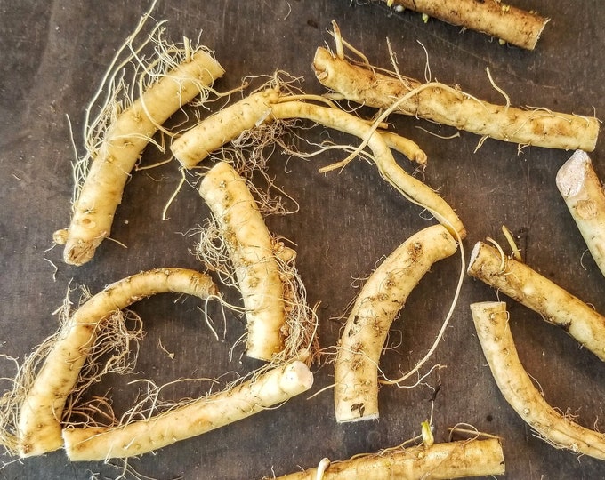 Horseradish Root - 12 (TWELVE) Pieces - Grow your own plants, guaranteed! - Organic (Armoracia rusticana)