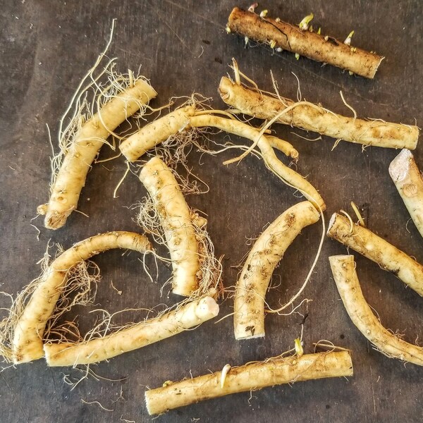 Horseradish Root - 6 or 12 Pieces - Grow your own plants, guaranteed! - Organic (Armoracia rusticana)