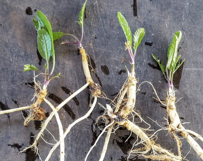 Horseradish Crowns / Live Roots / Grow your own plant - guaranteed! (Armoracia rusticana)