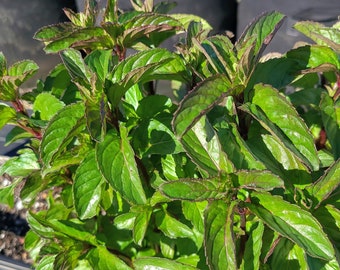 Basil Mint cuttings - live plant cuttings for rooting - Organic (Mentha x piperita)