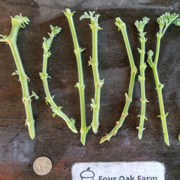 Rose Geranium - Live Cuttings - Organic - Easy to root (Pelargonium graveolens)