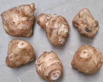 White Mammoth sunchoke seed tubers for planting - AKA Jerusalem Artichoke, topinambur, sunroot - (Helianthus tuberosus)