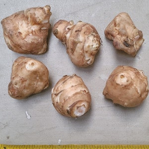 White Mammoth sunchoke seed tubers for planting - AKA Jerusalem Artichoke, topinambur, sunroot - (Helianthus tuberosus)