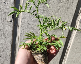 Tzimbalo Live Plant - AKA Melon Pear, Wild Pepino Dulce  - Organic (Solanum caripense)