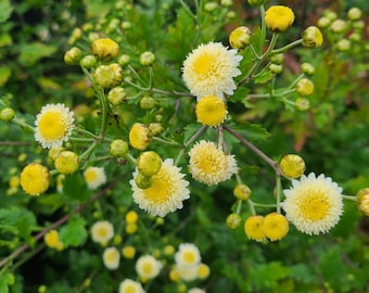 Chrysanthemum ‘Gong Ju’ Unrooted Cuttings | Chinese Tea Flower Plant (Chrysanthemum morifolium)